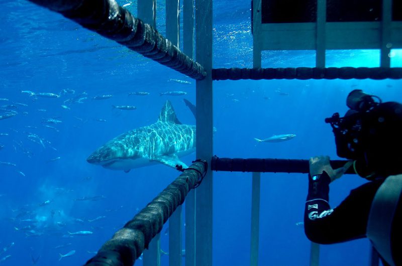 Great White Shark Guadalupe Island inside the cage