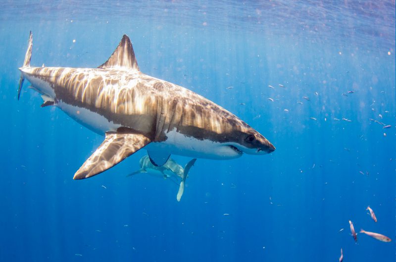 Great White Shark off of Guadalupe Island viewed from within the cage