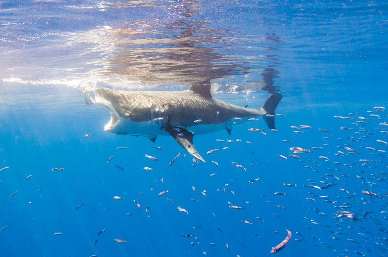 Feeding Great White Bait Chase Guadalupe Island