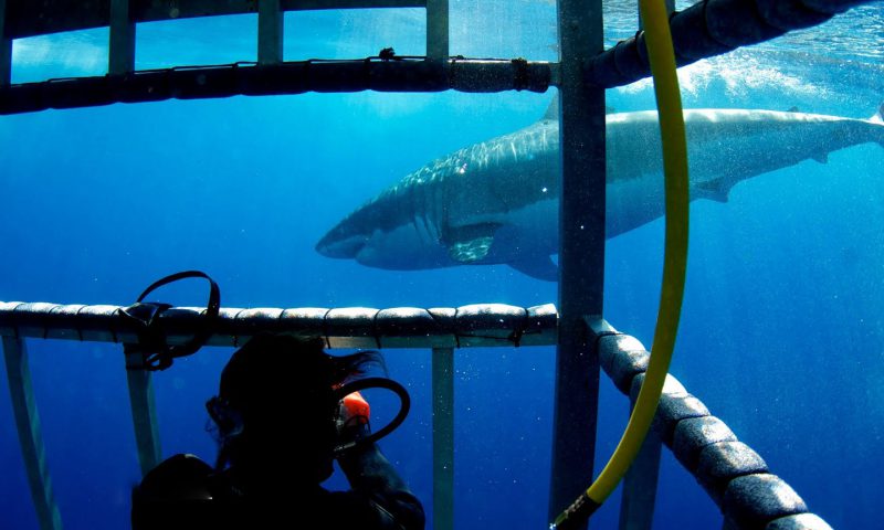 Inside the cage off of Guadalupe Island Great White Shark